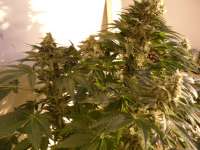 Imagen de pippypops (White Widow)