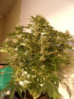 Imagen de pippypops (White Widow)