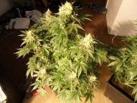 Imagen de pippypops (White Widow)