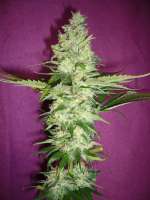 Nirvana Seeds Wonder Woman - foto de merlin