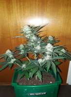 Norden Seeds Auto Viking AK47 - foto de patchwork