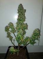 Norden Seeds Auto Viking Blue - foto de patchwork