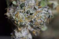 OG Raskal Genetics White Fire - foto de NthMan