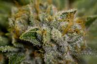 OG Raskal Genetics White Fire - foto de NthMan