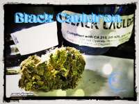 Ocean Grown Seeds Black Cauldron - foto de Justin108