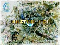 Ocean Grown Seeds Master Jedi Kush - foto de Justin108