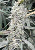 Ohms Seeds Grape Fun Dip - foto de Ohmslaw