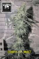 Old Dutch Genetics Babylon Mist - foto de OldDutchGenetics