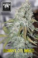 Old Dutch Genetics Babylon Mist - foto de OldDutchGenetics