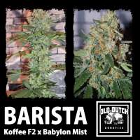 Old Dutch Genetics Barista - foto de OldDutchGenetics