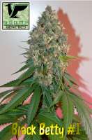 Imagen de OldDutchGenetics (Black Betty)