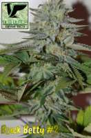 Imagen de OldDutchGenetics (Black Betty)