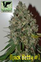 Old Dutch Genetics Black Betty - foto de OldDutchGenetics