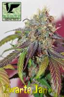 Old Dutch Genetics Zwarte Jan - foto de OldDutchGenetics