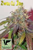 Old Dutch Genetics Zwarte Jan - foto de OldDutchGenetics