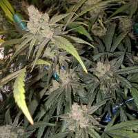 Old School Genetics Old School Skunk - foto de GreatDalas