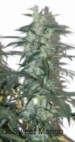 Omni Seeds Sweet Mango - foto de hjmhjm