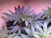 OriginSeeds Kushinator - foto de Peacemaker