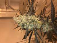 Original Sensible Seeds Blueberry Ghost OG - foto de greyfox