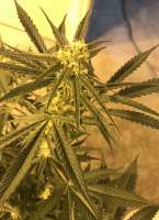 Imagen de greyfox (Blueberry Ghost OG)