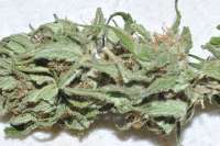 Original Sensible Seeds Blueberry Ghost OG - foto de KALOOM