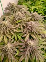 Original Sensible Seeds Bruce Banner #3 Fast - foto de hanfieyruderalis