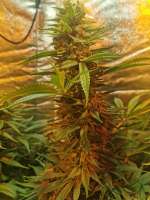 Original Sensible Seeds Bruce Banner #3 - foto de MekilaNZ