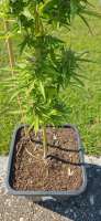 Original Sensible Seeds Purple Haze Auto - foto de Weed420Haze