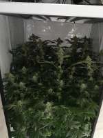 Original Sensible Seeds Zkittzy Gorilla - foto de Saft1