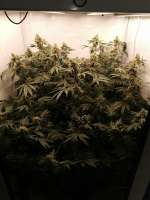 Original Sensible Seeds Zkittzy Gorilla - foto de Saft1