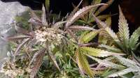 Paisa Grow Seeds Choco Cookies - foto de Lagartijo