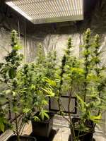 Paisa Grow Seeds Super Choco - foto de Pezumol