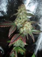 Panacea Medical Seeds Solomons Herb - foto de x4opiate