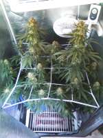 Paradise Seeds Auto Whiteberry - foto de dbrn84