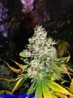 Imagen de HighSeed [Magic Bud]