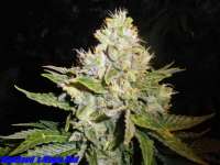 Imagen de HighSeed (Magic Bud)