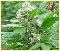 Imagen de SativaFred (Magic Bud)