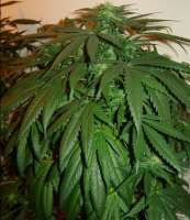 Imagen de SativaFred (Magic Bud)