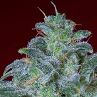 Imagen de SativaFred (Magic Bud)