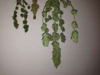 Paradise Seeds Magic Bud - foto de Hashpapy