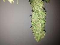 Paradise Seeds Magic Bud - foto de Hashpapy