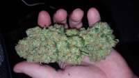 Imagen de Pomdbg (Mendocino Skunk)