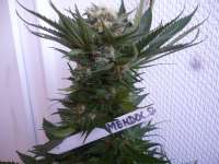 Paradise Seeds Mendocino Skunk - foto de merlin