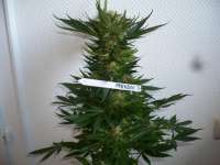 Paradise Seeds Mendocino Skunk - foto de merlin