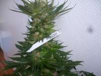 Paradise Seeds Mendocino Skunk - foto de merlin