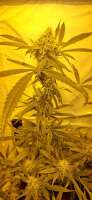 Paradise Seeds Sensi Star - foto de Weed420Haze