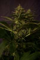 Paradise Seeds White Berry - foto de TeutoGrow