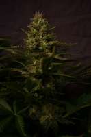 Paradise Seeds White Berry - foto de TeutoGrow