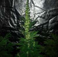 Patchwerk Genetics Wizard Burial Ground - foto de PatchwerkGenetics