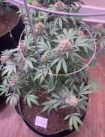 Paul N Chuck Seeds Kona Cookie 2.0 - foto de TheGreenGiant